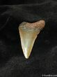 Small Megalodon Shark Tooth #568-1